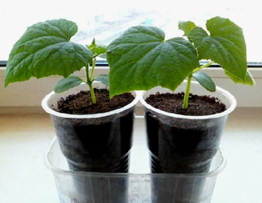 Рассада огурцов