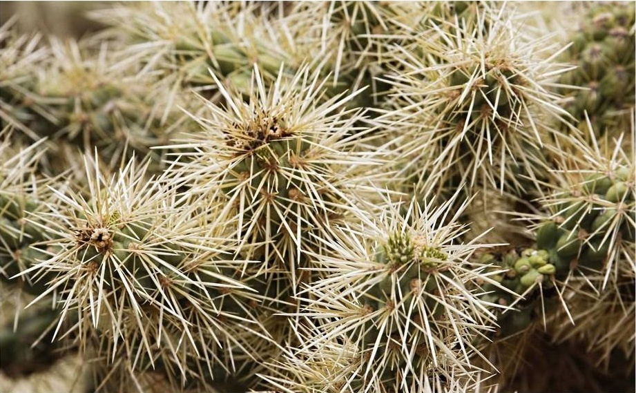 Миртгерокактус, с images.our-assets.com.