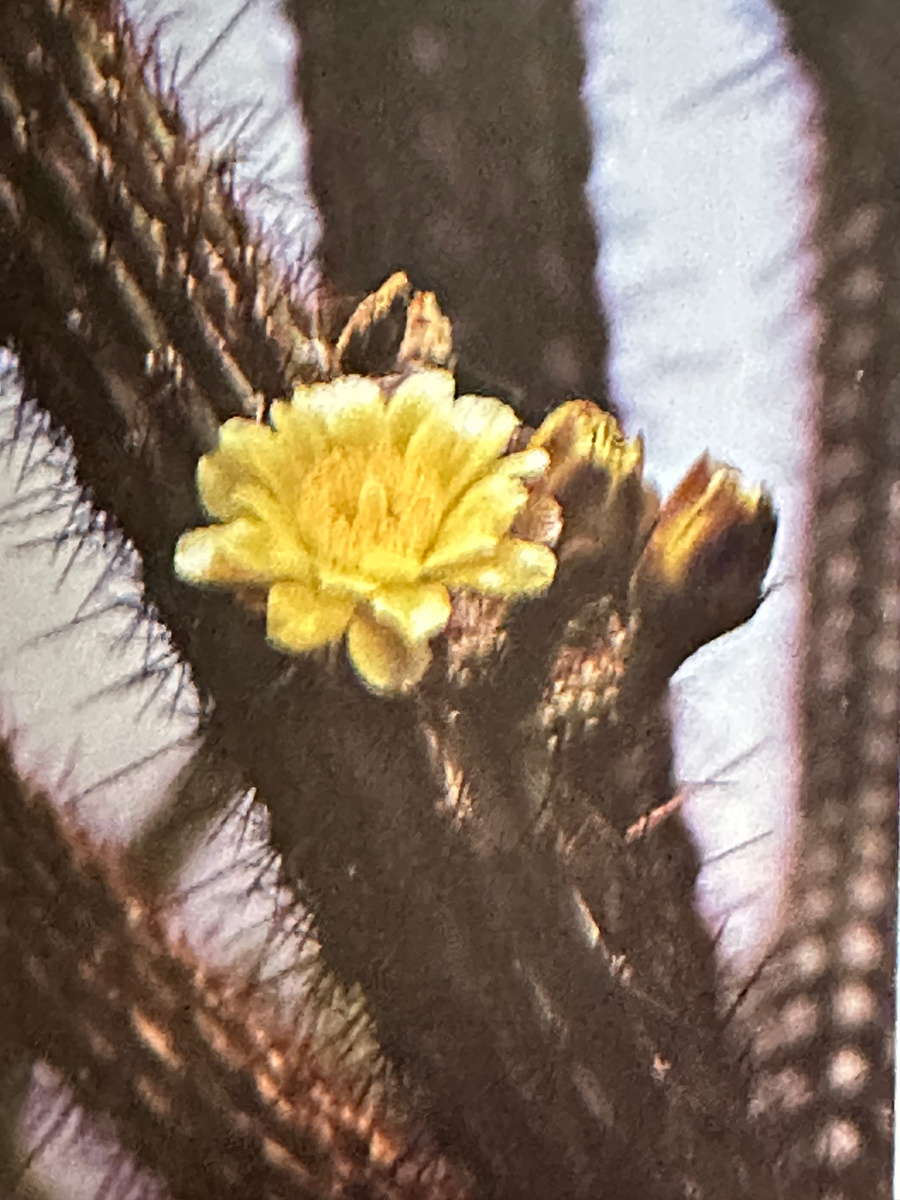 Цветение миртгерокактуса из E.F. Anderson, The Cactus Family.
