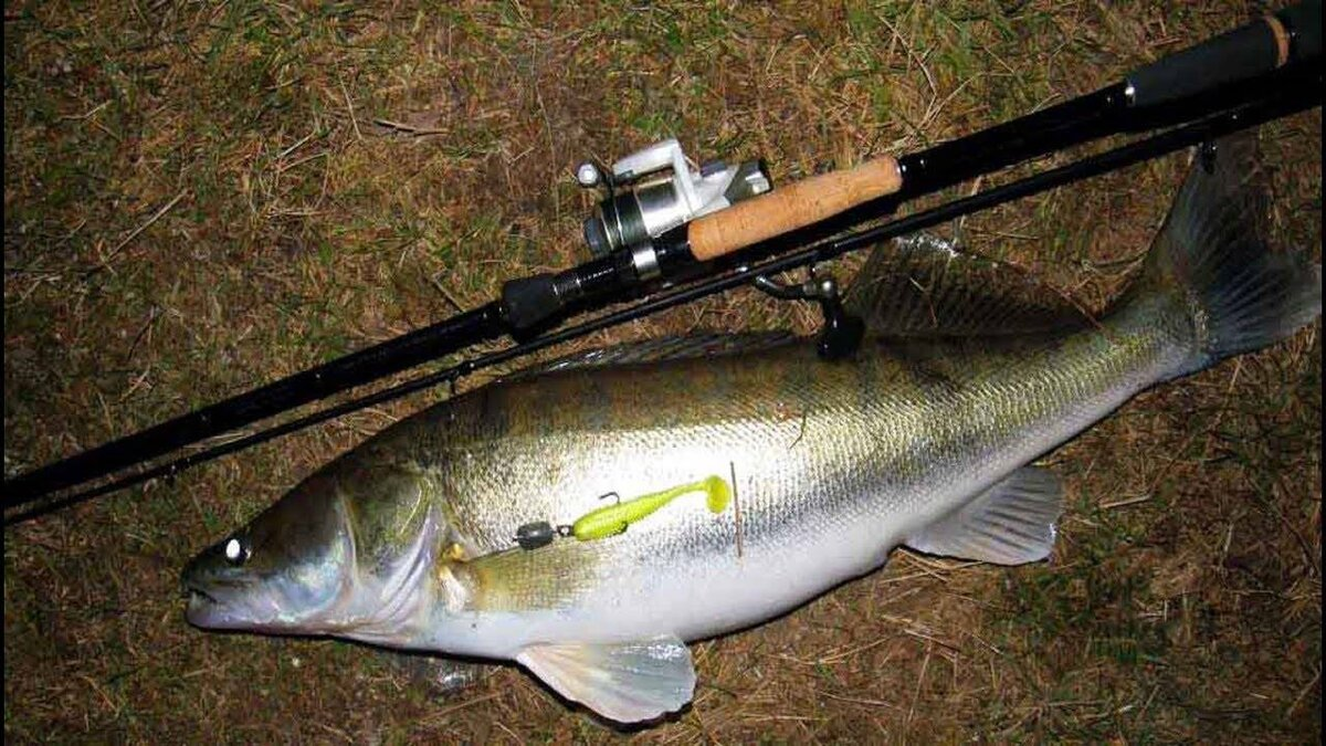 Фото с сайта: https://avatars.dzeninfra.ru