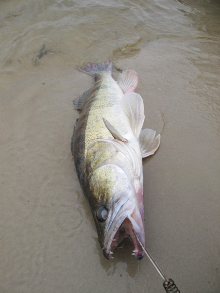 Фото с сайта: https://sun9-51.userapi.com