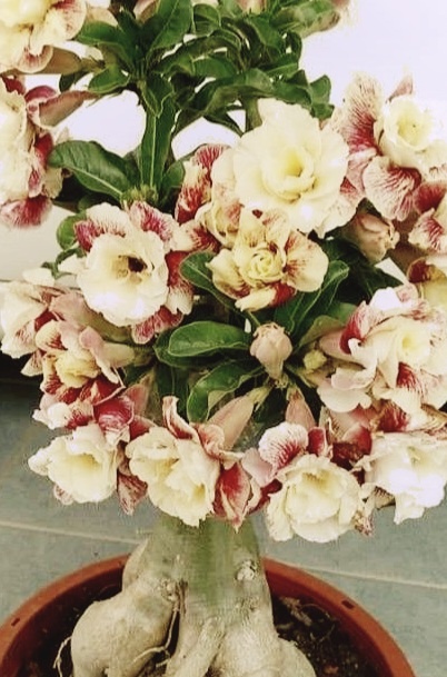 Очень я захотела, чтобы и у меня выросла такая красота!