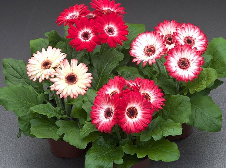 Герберы для мамы