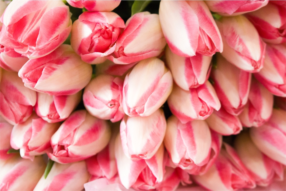 Тюльпаны к празднику