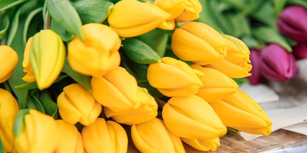 Жёлтые тюльпаны