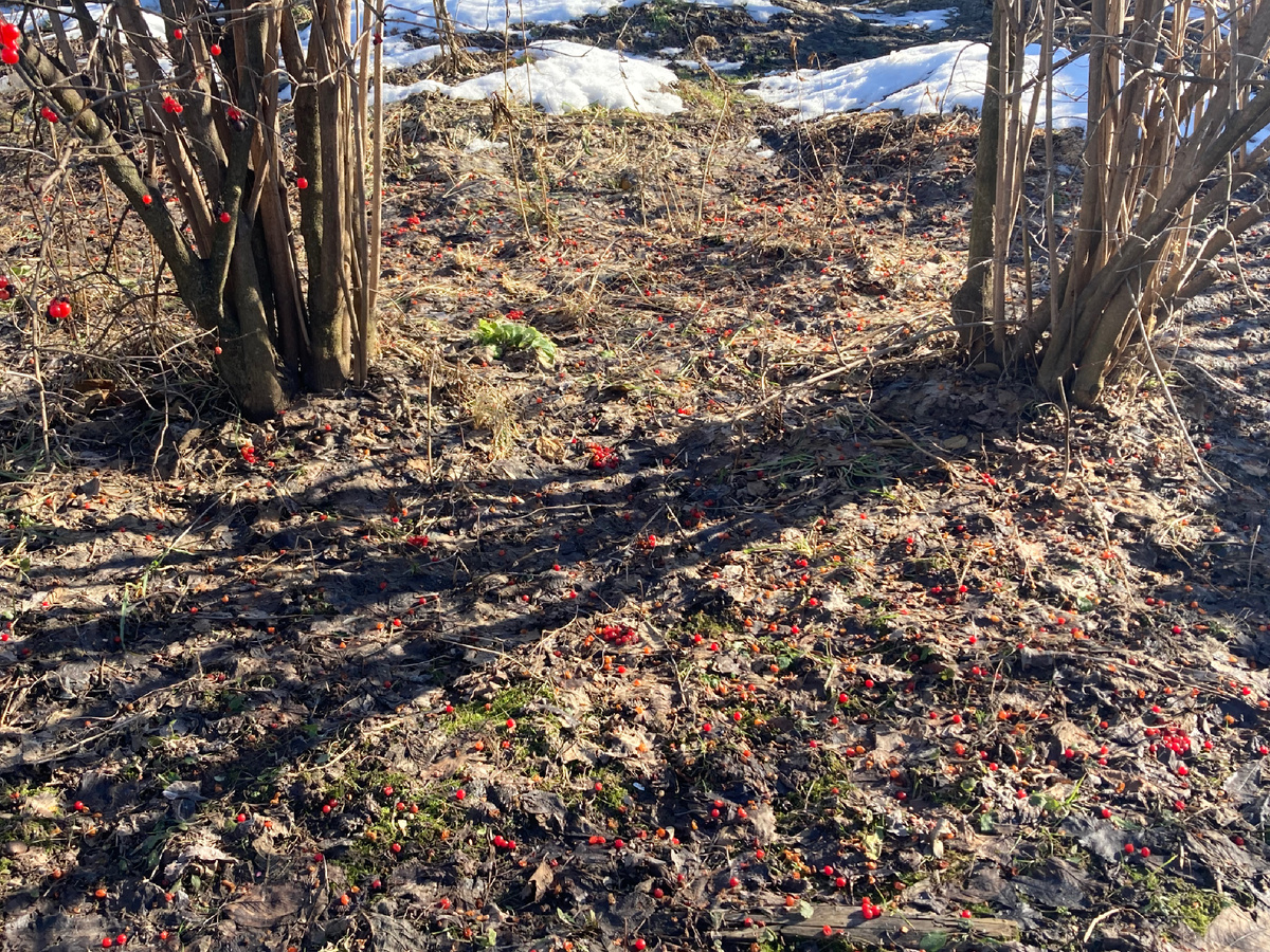 8.03.2025, фото автора