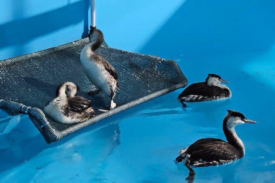    Фото: пресс-служба региональнго Оперштаба