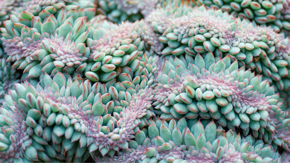 Как выращивать суккуленты из семян