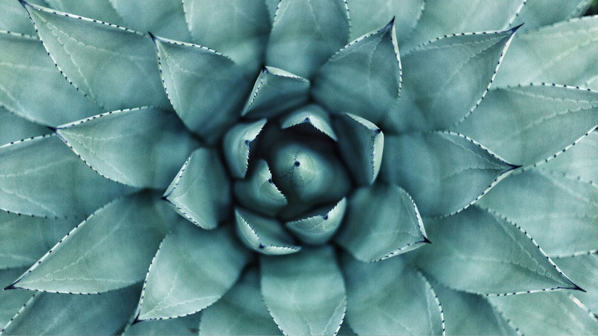 Посадка и уход за суккулентами