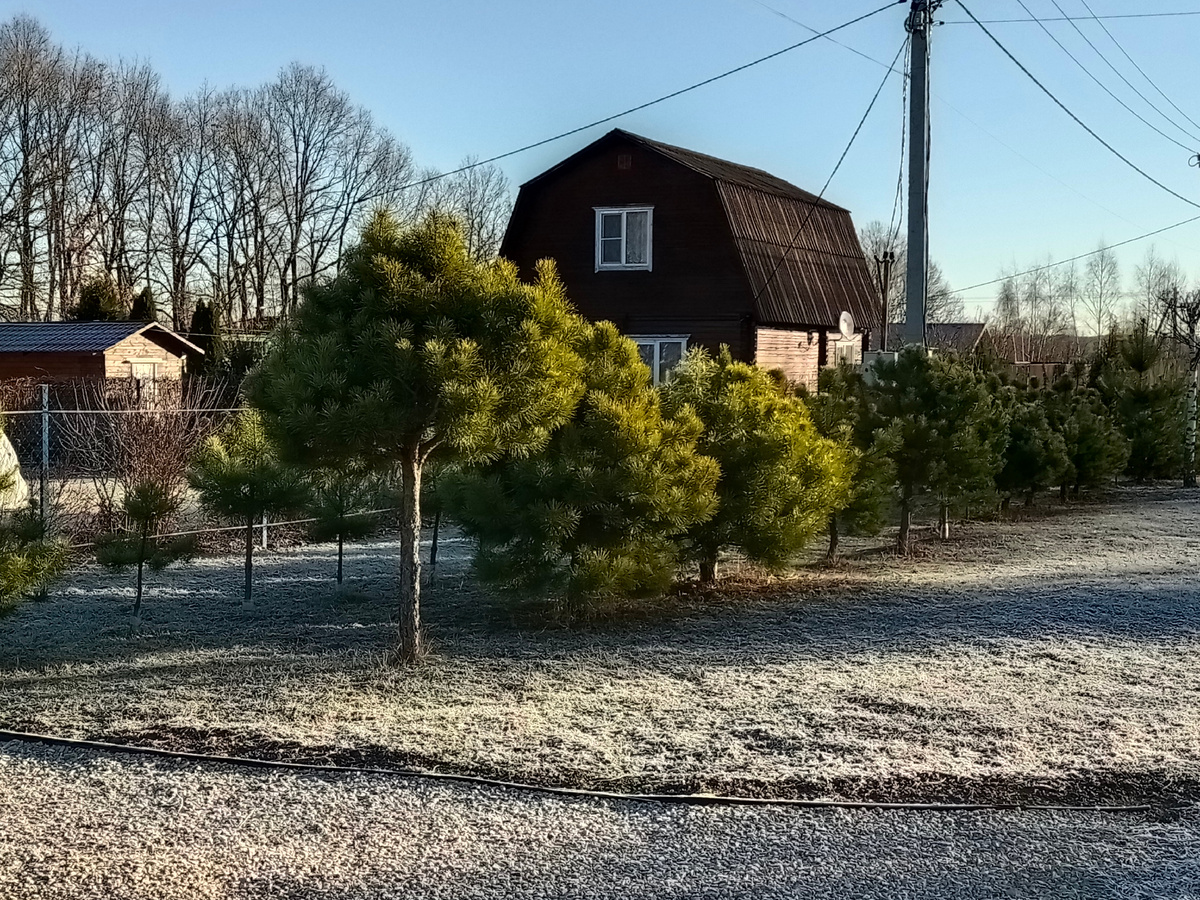 На прогулке. Стриженые сосны.
