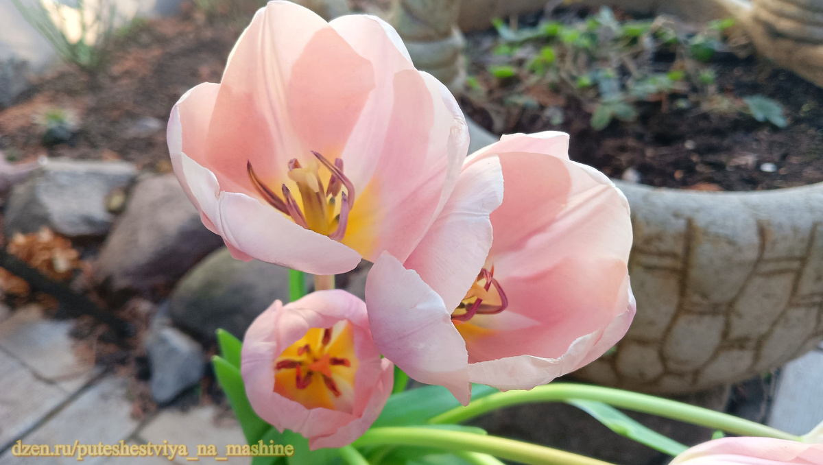 Тюльпаны - самый узнаваемый символ 8 марта, поэтому нашу праздничную фотозарисовку начнем именно с них