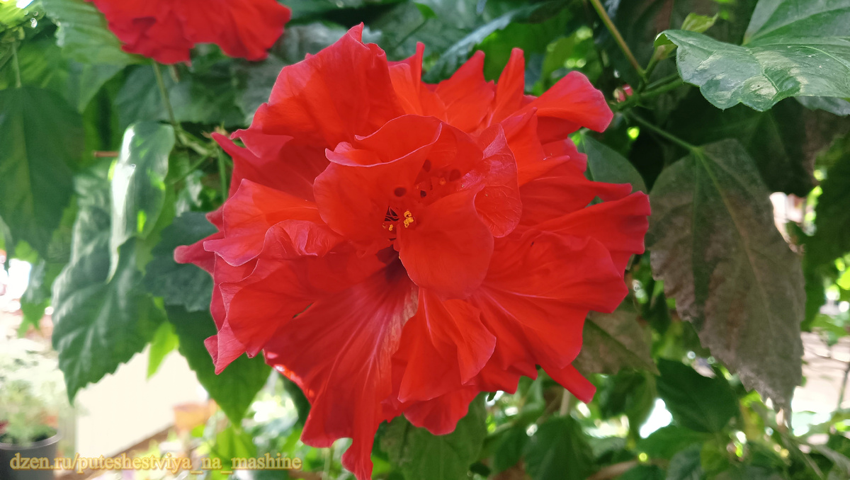 Цветущие гибискусы в зимнем саду оранжереи Тверского императорского дворца