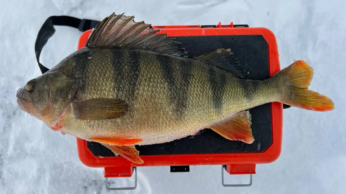 Крупный окунь !