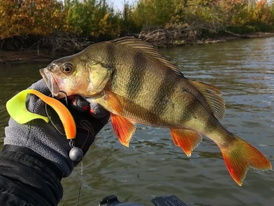 Окунь пойманный на джиг.