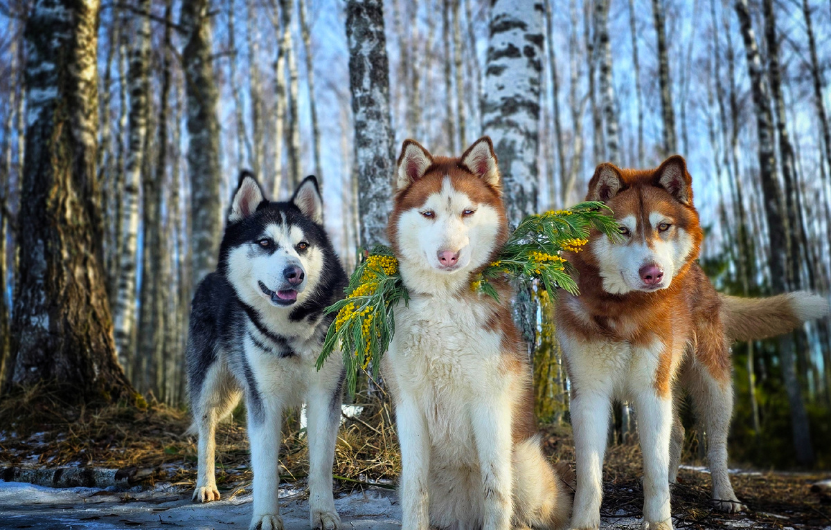 Северус, Джинни, Хагрид