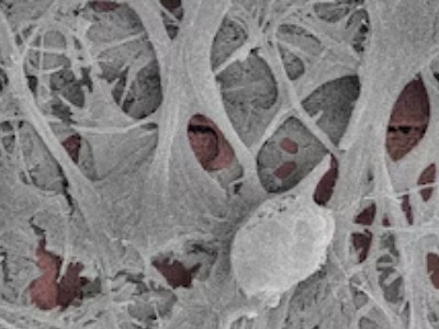    Создан кремниевый чип с живыми нейронами