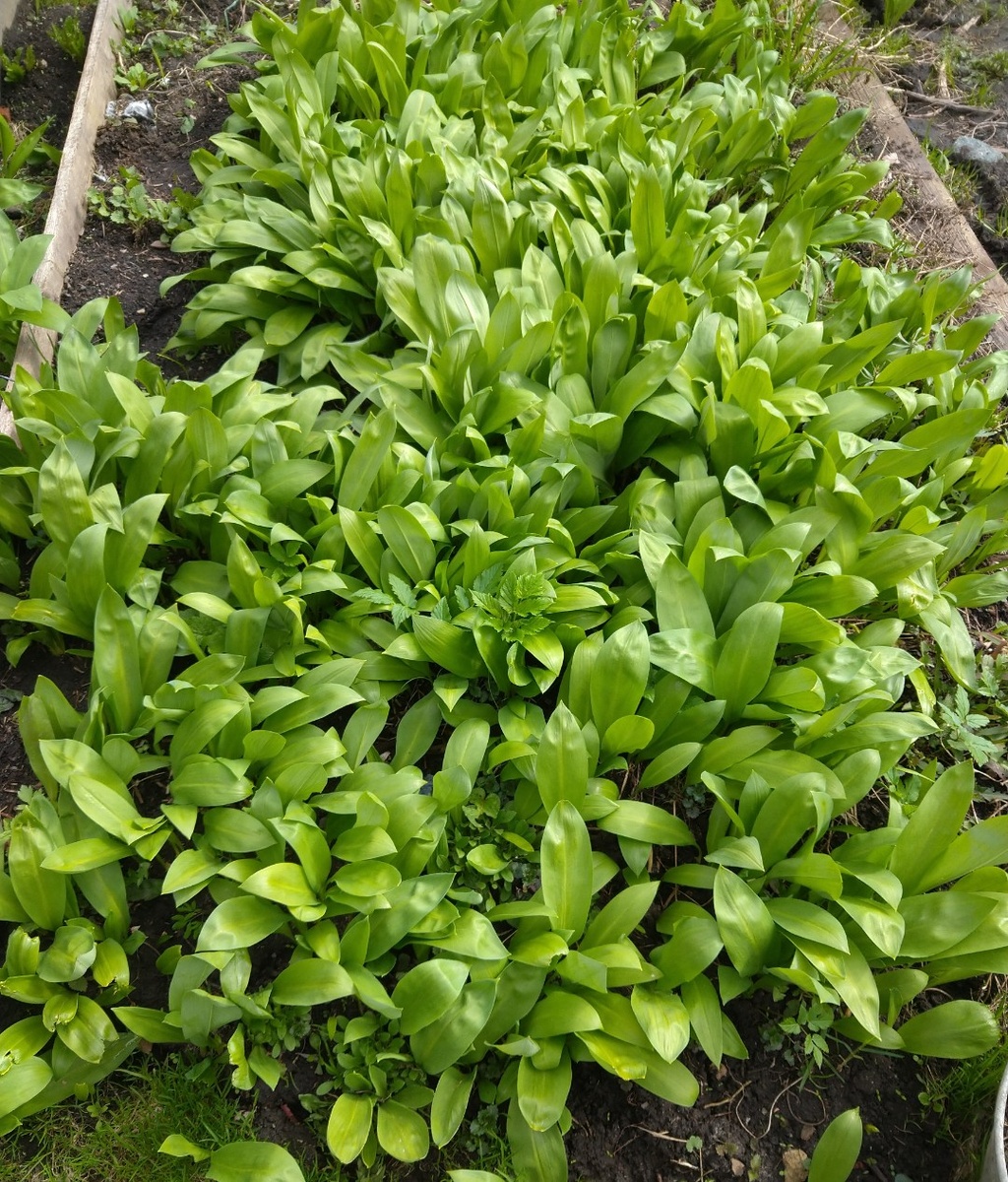 Моя грядка черемши