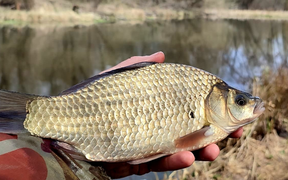 Или «Почему карась в апреле игнорирует твои приманки, как кошка игнорирует команды»