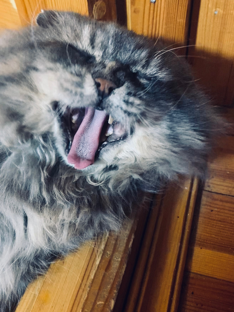 Котодевушки, я вас люблю!