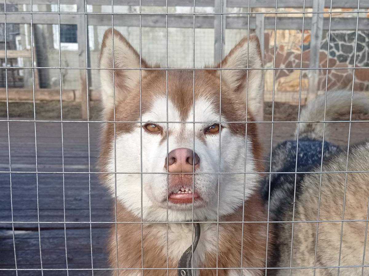 Вообще Багги действительно красавчик. Но тут я его поймала за внимательным наблюдением за петухами, и псу в этот момент было не до фотогеничности))