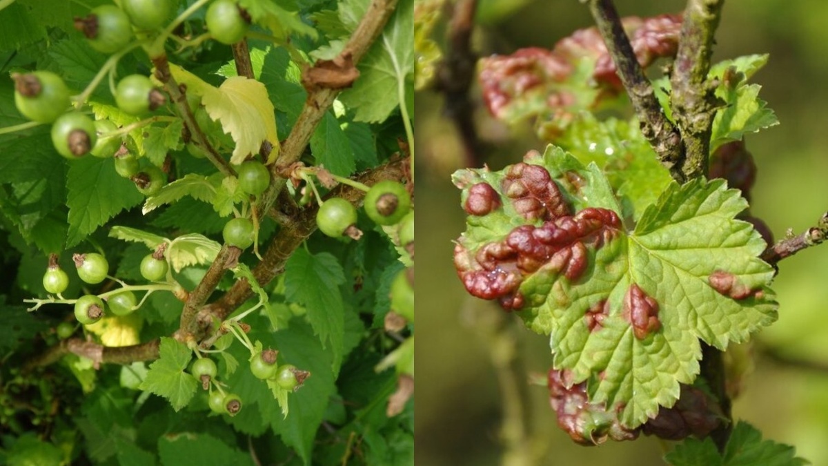 Слева - здоровая ветка смородины, справа - пораженная почковым клещом. Разница заметна невооруженным глазом