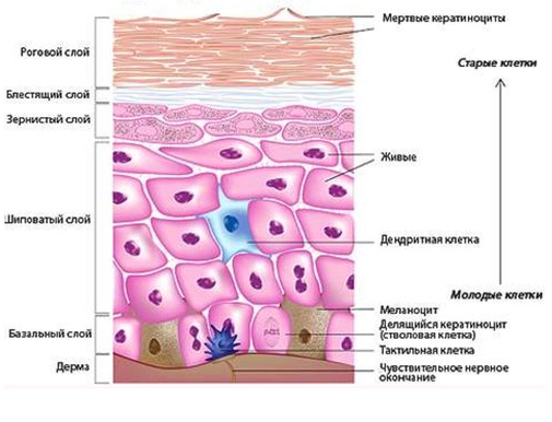 Схема верхнего слоя кожи -  строение эпидермиса