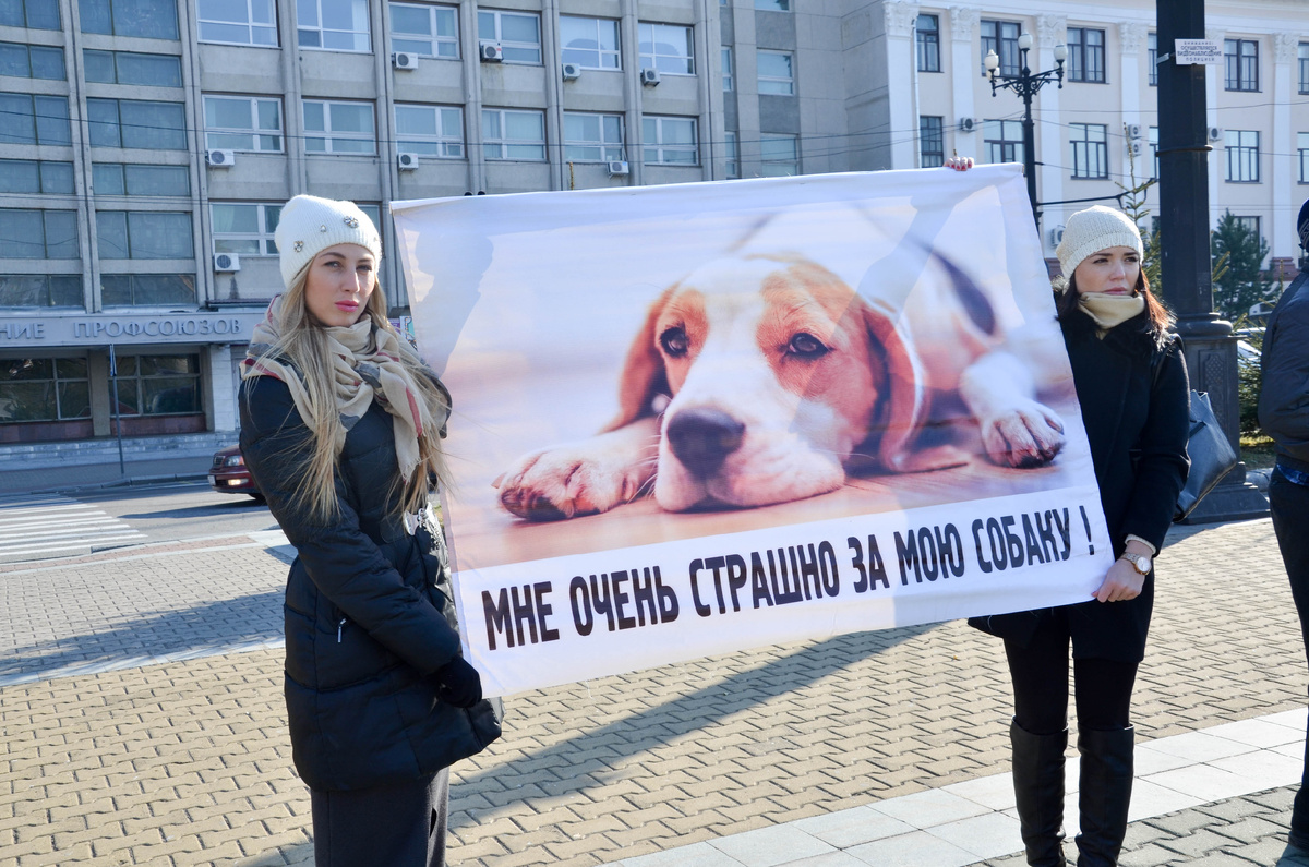 Если ваша собака живет дома, вы выводите её в наморднике и с поводком, чего вам бояться?