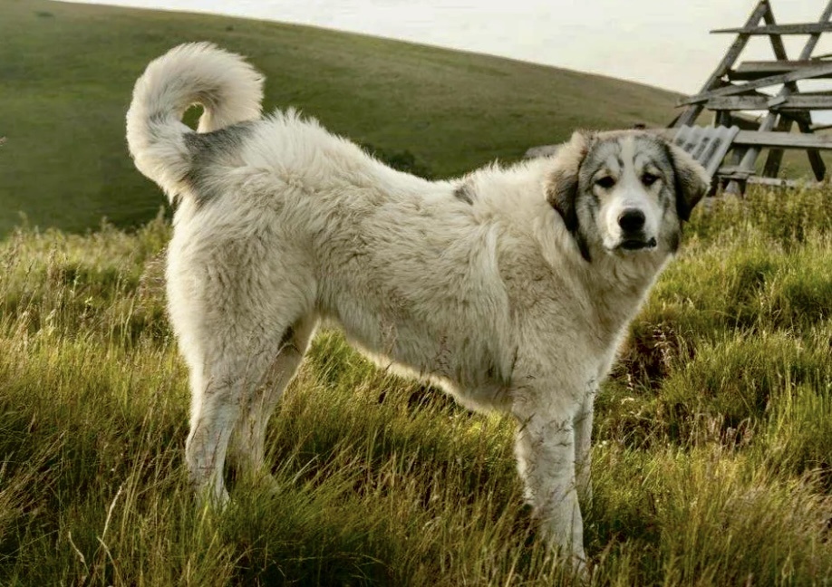 На фото собака породы карпатская овчарка 