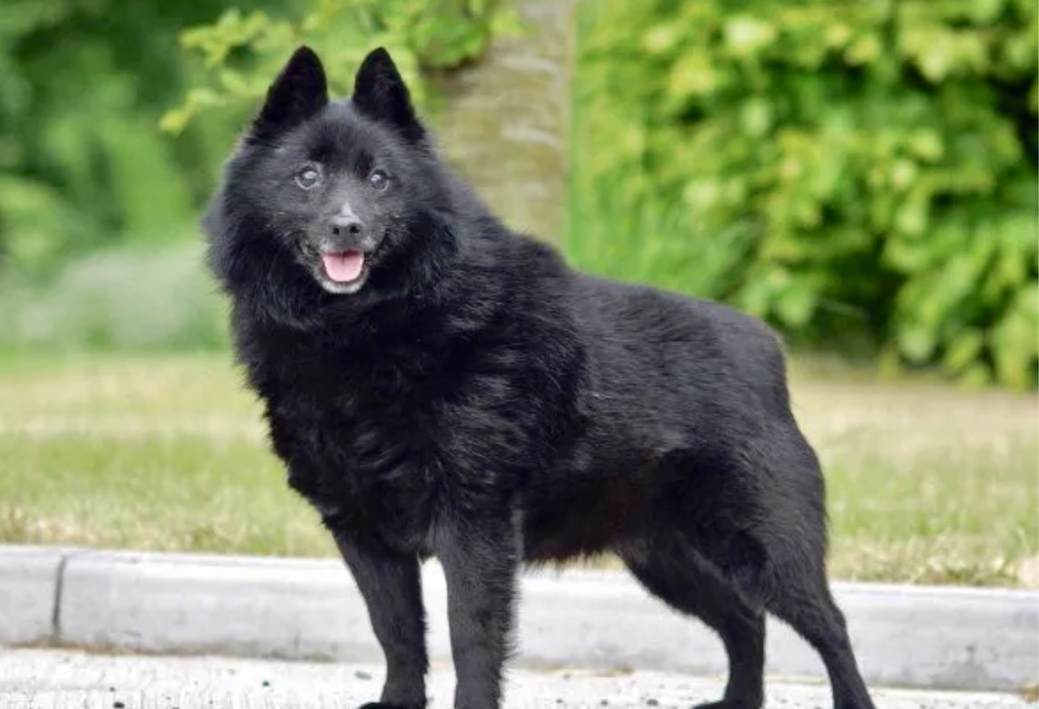 На фото собака породы шипперке 