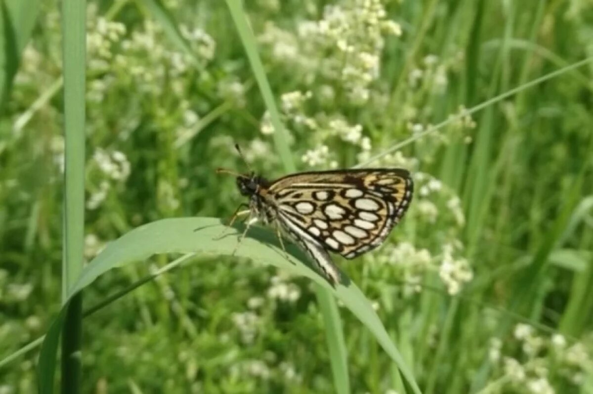    Толстоголовка Морфей.