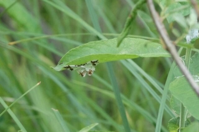    Эверсманния украшенная. Фото: Из личного архивa/ Марина Привалова