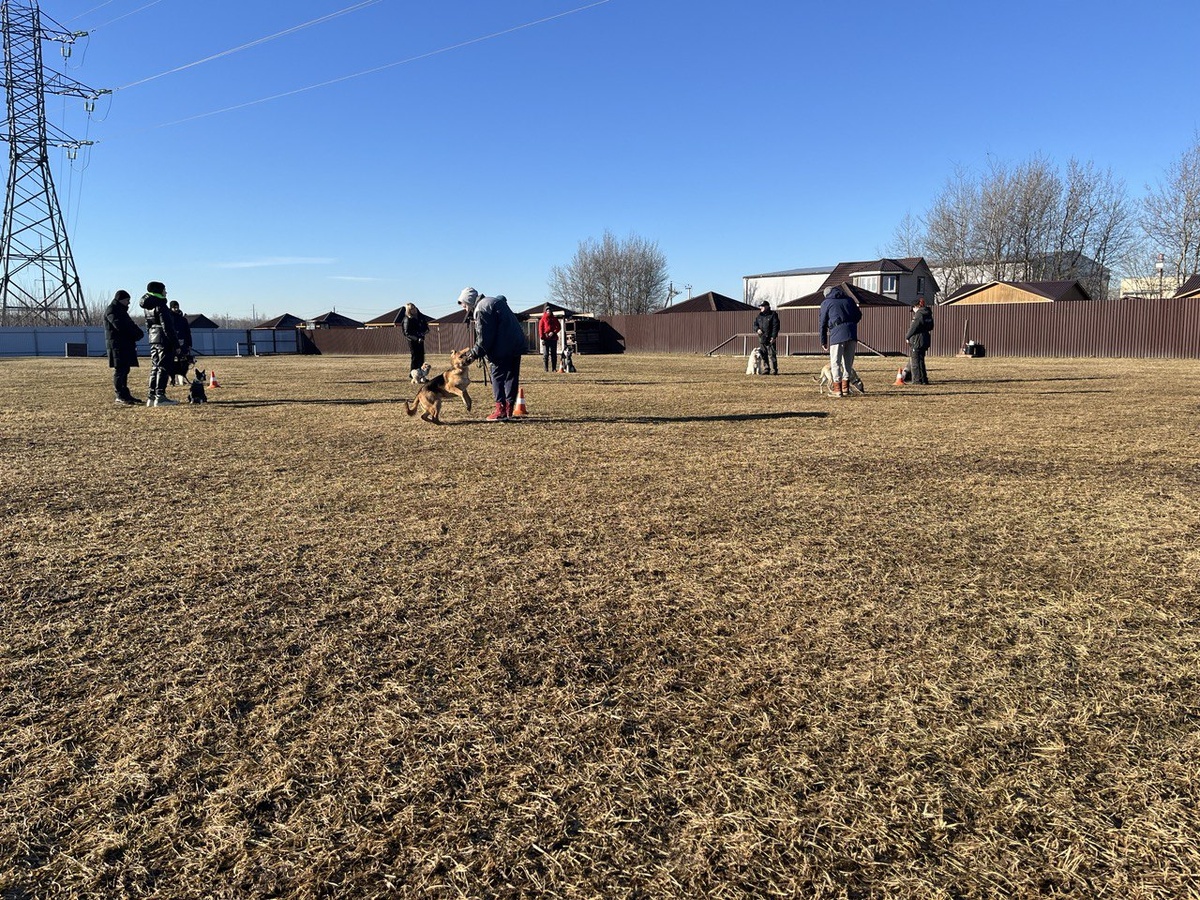 Курс «Воспитательная дрессировка щенка» — специальная вводная программа, рассчитанная на собак возрастом от 4-х месяцев