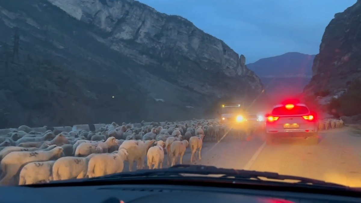 Стадо овец на дороге.