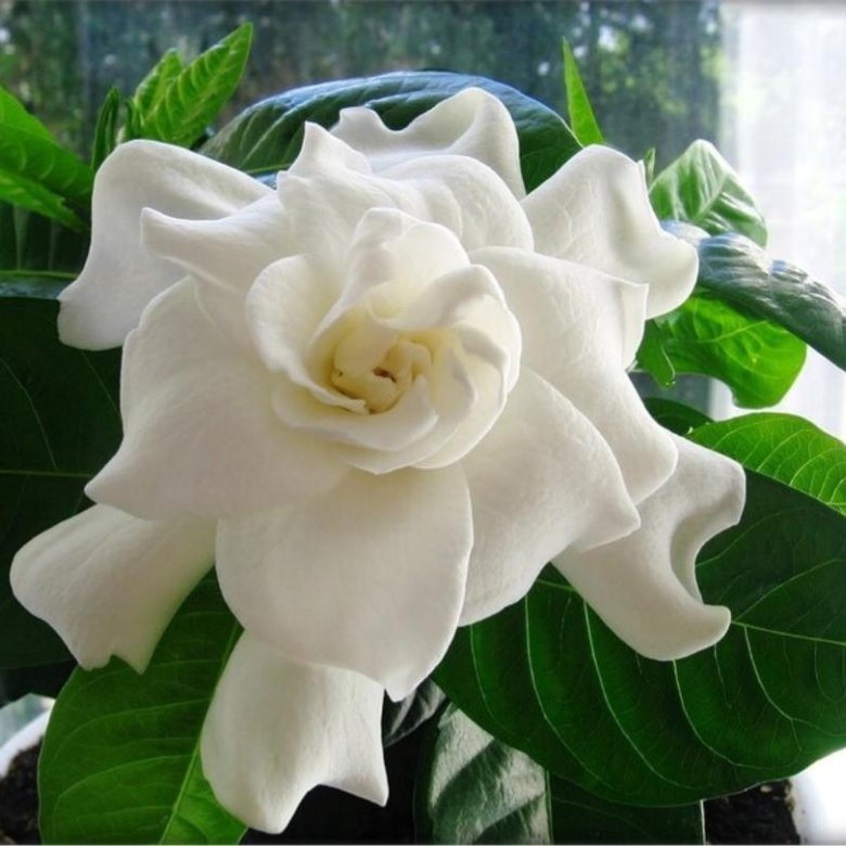 Фото из о.и. Интернет