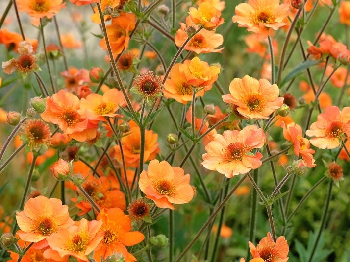Гравилат Принцесса Юлиана (Prinses Juliana). Фото: farmergracy.co.uk