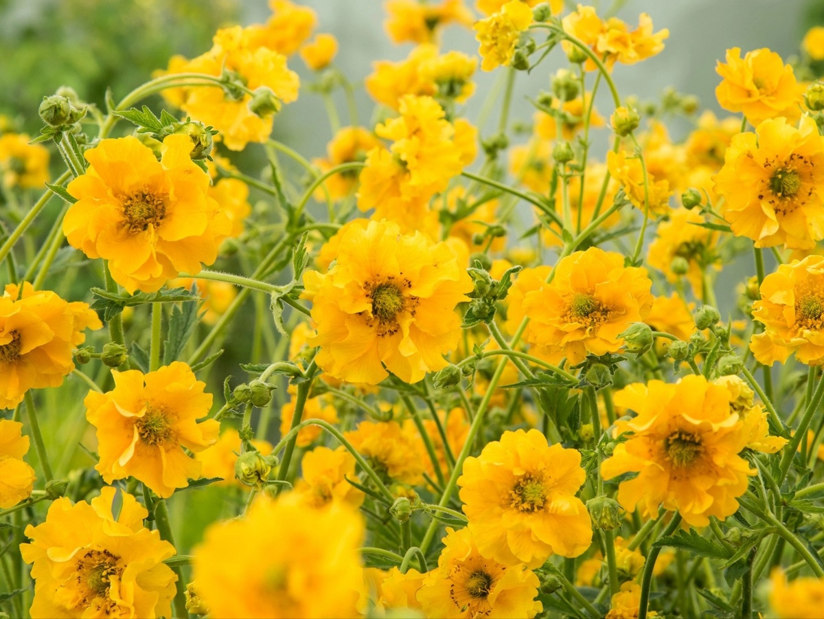 Гравилат чилийский Голдболл. Фото: obi.hu