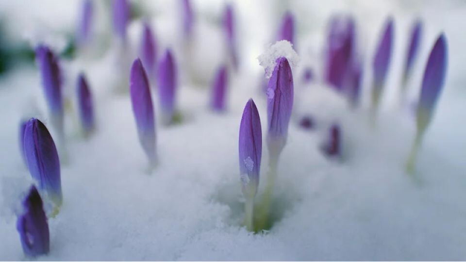    Весна. Март. Цветы. Источник: pixabay.com