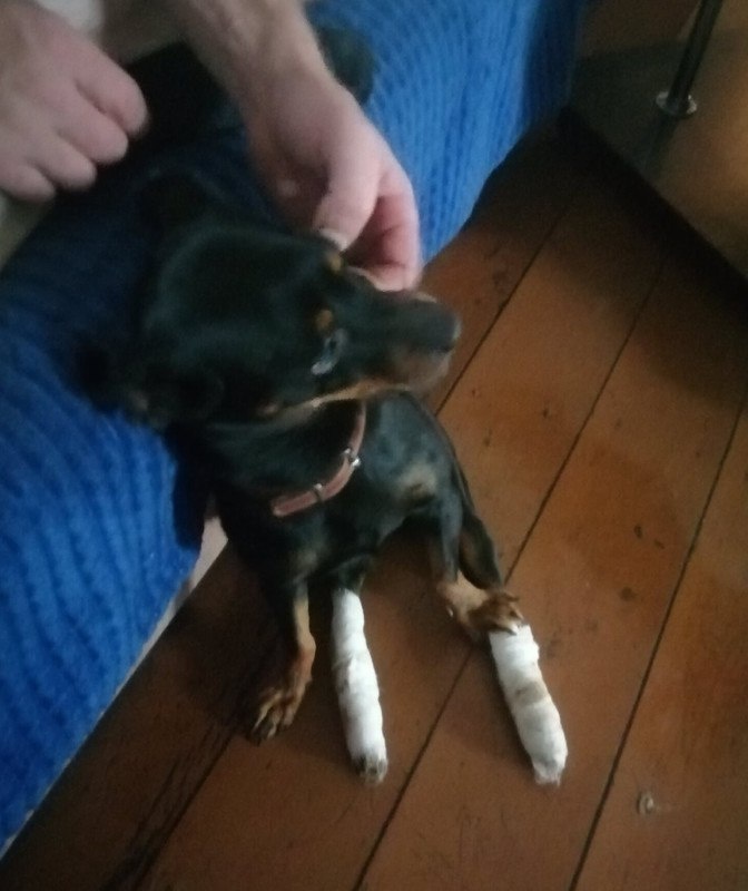 Эх, лапы мои, лапы.. 