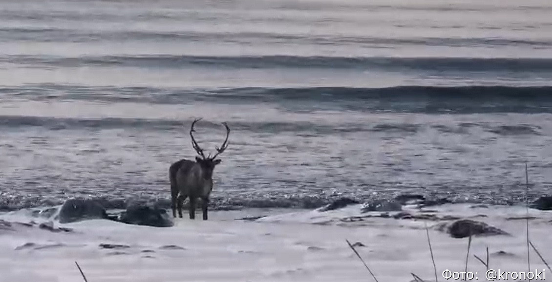 Важенка на берегу Тихого океана.