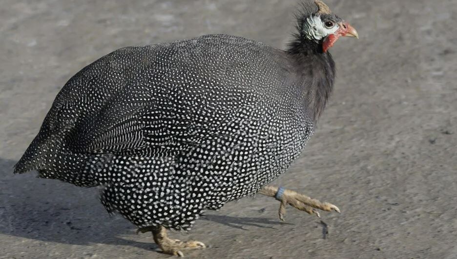 Погоня, погоня...