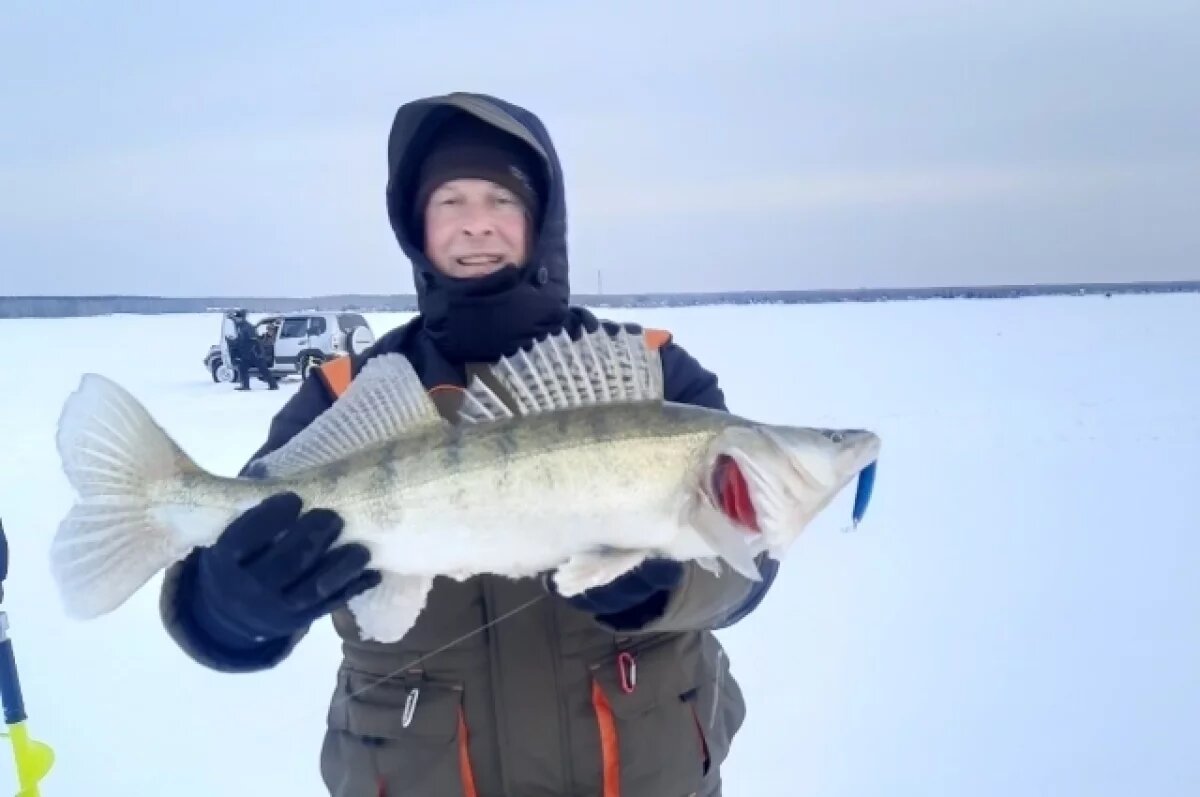    Самого старого окуня в Обском море поймал Новосибирский рыбак