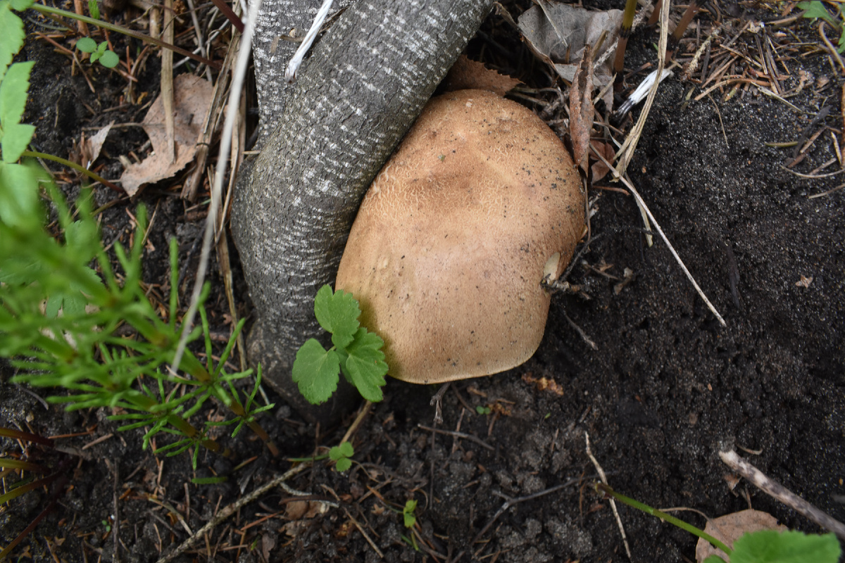 Первый подберезовик. Фото Доктор Д