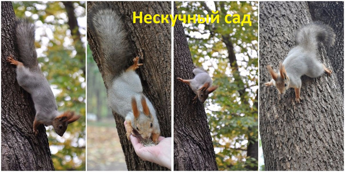 Нескучный сад