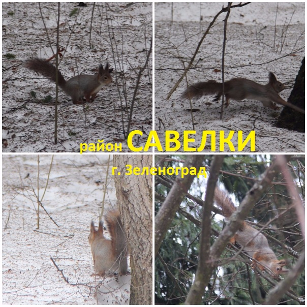 Лес в Савелках