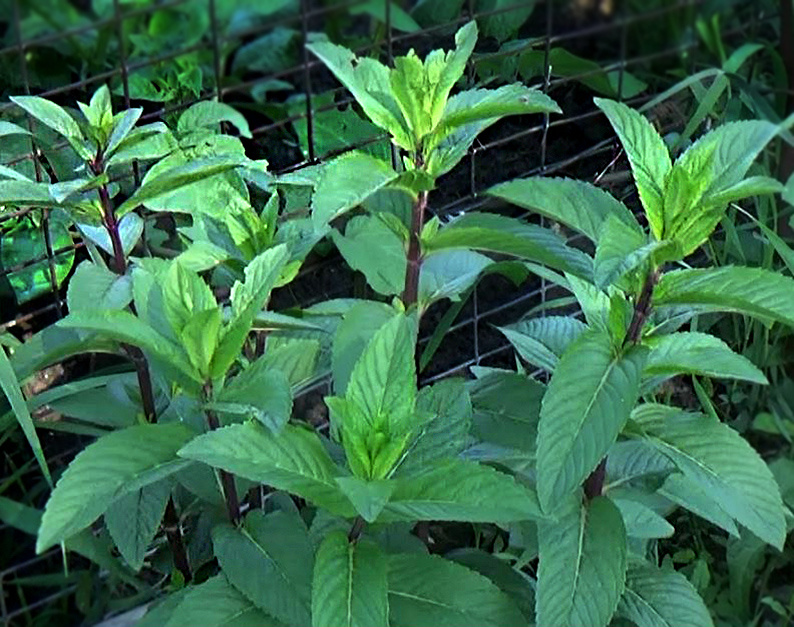 мята перечная Мохито