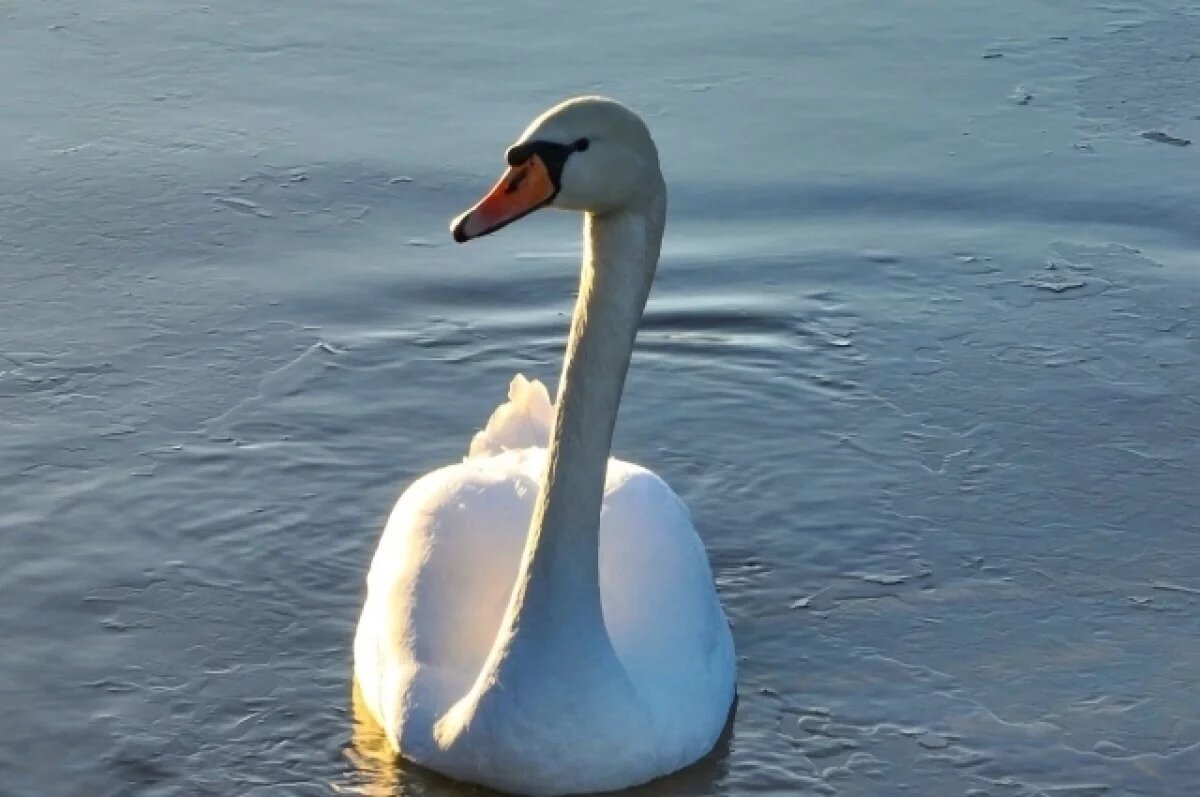    Стайку лебедей заметили на Телецком озере
