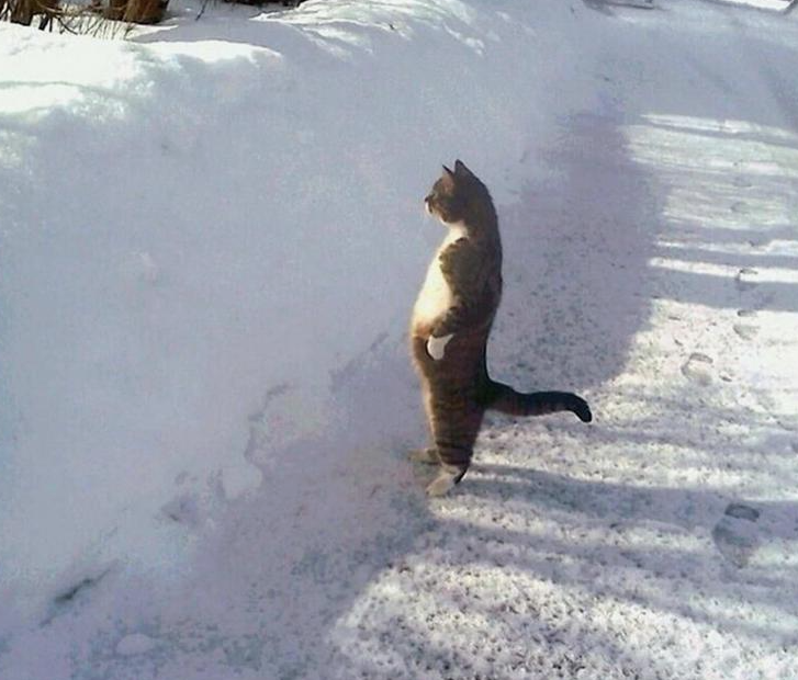 Весна? Март? Уверены? У кошек, представьте, Свои понты. У них только в марте Котируются коты!