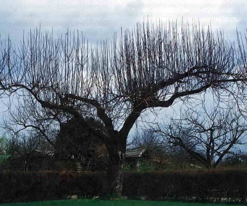 Волчки на яблоне. В этом случае скорей всего делали «понижение» и убрали крупные ветви или стволы.