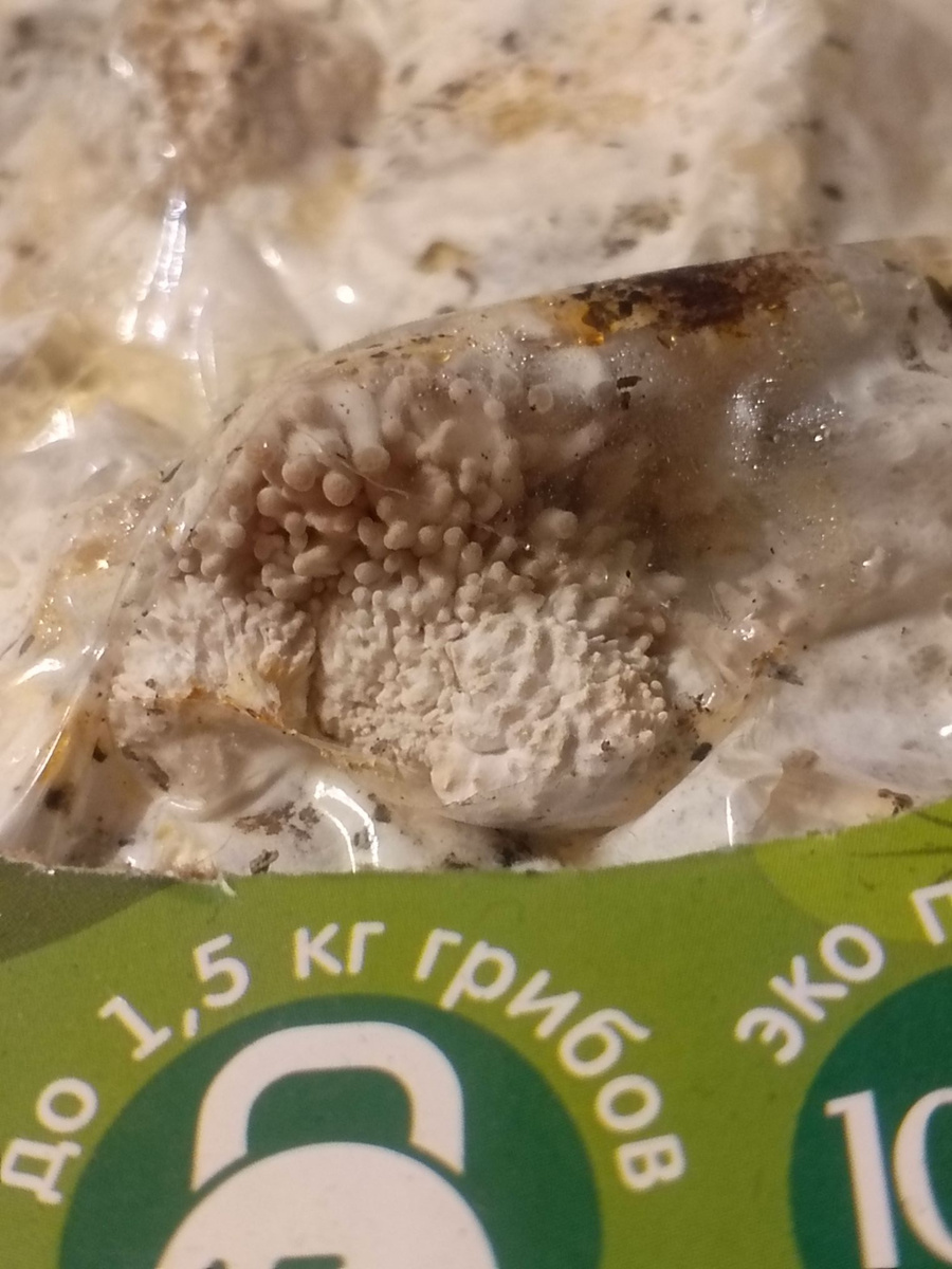 Первые показались 