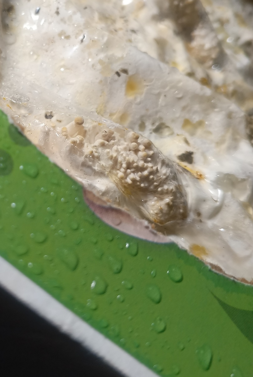 И это тоже они 